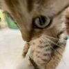 jessie_nthania_marbn