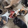 Pamela rescue cats