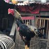 jago_jowo.80