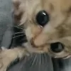 tafisa_6