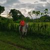 henrydavi.calito