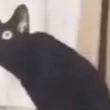 kittycrossbones0