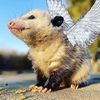 godsavethepossums