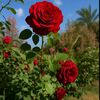 abo.ahmed3916