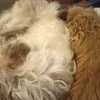sarahcoeman5