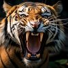 mohdsofian585