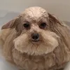 baffoon94