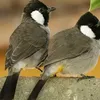 mastasbp0kp