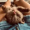 Novi & Mano