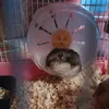 nelli_s_chapikom