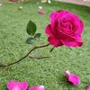 gogo.eslam75