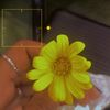 etho505