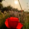 peacefulsunsetsgarden