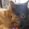 gh_gh255266