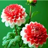 tanweer987