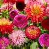 dahlialagerboisebleue