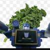 kale.leafz