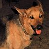 bleedingdogs_