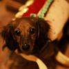 Darla the weenie