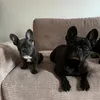 Abbey und Rosa