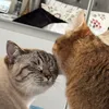 gumballandmaya5