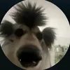 surgahillbn
