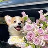 sirfurr2