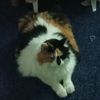 222andmykittuilovethemsm