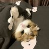 funny animals003