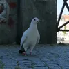 preziljsem