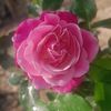 abdullah.al.rafsa97