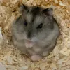 polinizz5