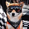 ThePetDiary