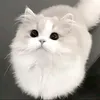 kimochim3
