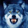volf1147
