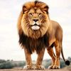naveedkhan702sarkar