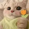 linhhatrk