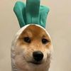 dogdiary.everyday