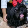 houseforpets3745