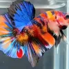 betta199301