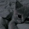 nastya_92942