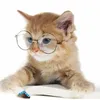 Whisker.Pedia