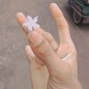 pinikparves0