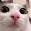supbomenbentre