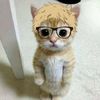 vsp..tsukki