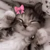 apixiepaw
