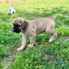 canecorsopuppylovers