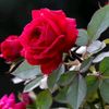 nivir.6942