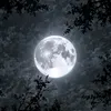 xanm_y_chamchamal0