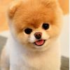 love.puppies28